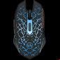 tenmos k6 mouse model