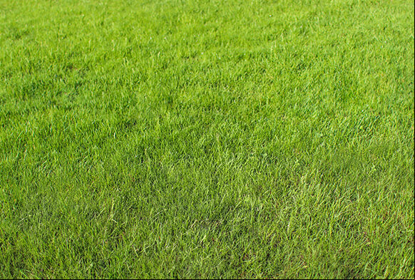 Wildgras Textur frei